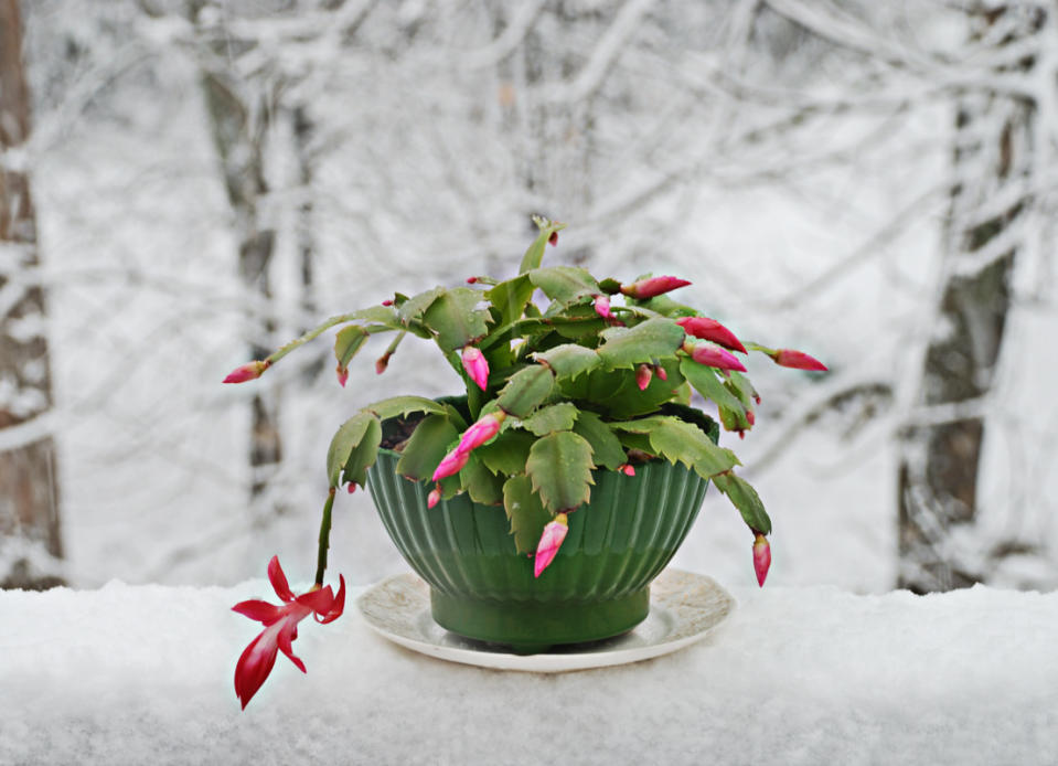 A Christmas cactus plant<p>iStock</p>