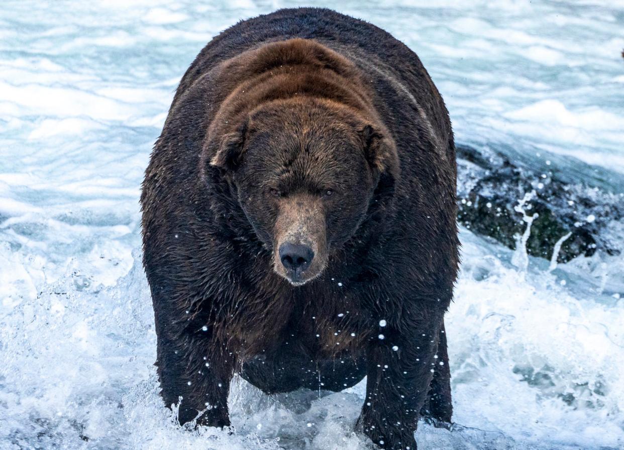 Bear 747, pictured Sept. 6, 2022, won his second Fat Bear Week crown after winning it for the first time in 2020, Katmai National park officials announced Tuesday, Oct. 11. 747 captured the title over contestant 901, who was competing in her first Fat Bear Week. 747 is the largest bear known to use Brooks River to stock up on salmon, likely weighing as much as 1,400 pounds, according to the park.