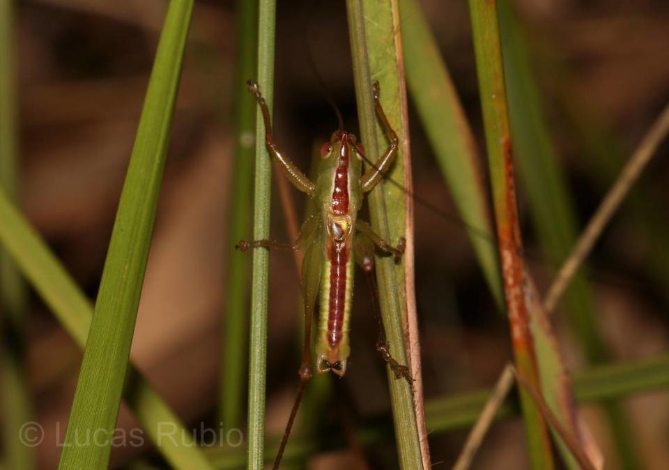 Una conocephalus tuyu, o Tuyú katydid de la pradera, se oculta entre las plantas.