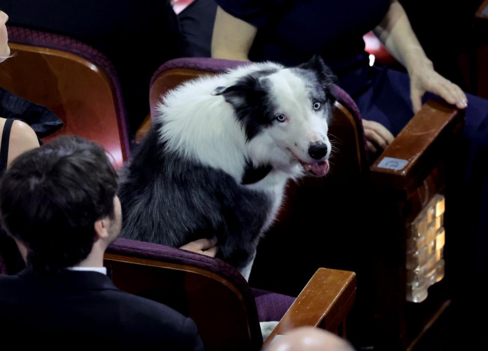 參演《墜惡真相》的狗狗梅西參加奧斯卡頒獎典禮。（圖／Getty）