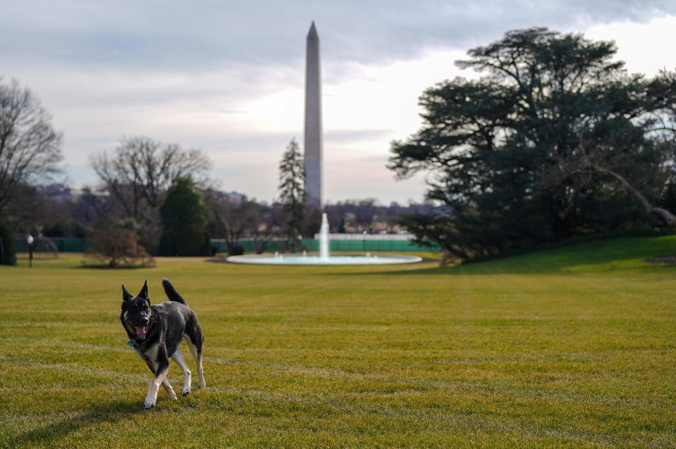 Major, the Biden family dog / Credit: White House photo