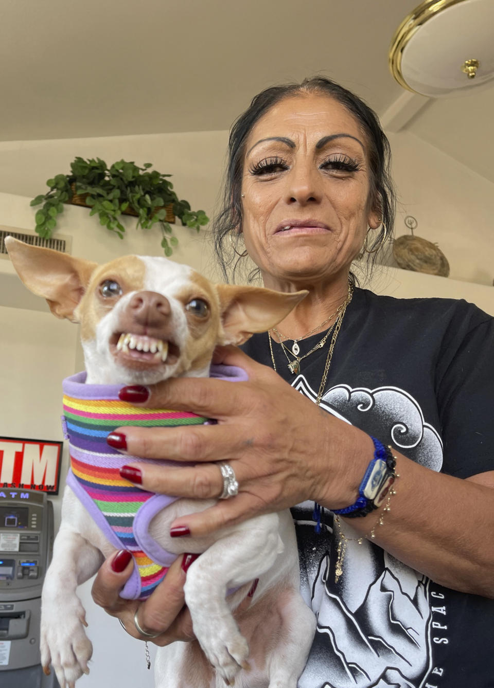 Angelita Saldaña shows off her pet Chihuahua Gaspar at a homeless shelter for older people in Phoenix, Arizona, Wednesday, Nov. 28, 2023. She says she trained the little dog to show his teeth on command. Saldaña says she ended up homeless when her marriage ended and for months slept in her truck in parking lots around the Phoenix area. She said her $941 monthly disability check isn't enough to pay for even a studio apartment in the area, where rents start at around $1,200. (AP Photo/Anita Snow)