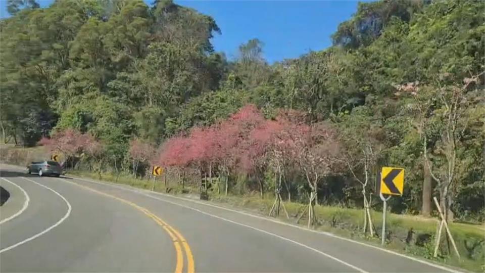 賞花免下車！宜蘭「最美櫻花公路」2 萬棵緋寒櫻、吉野櫻綿延綻放