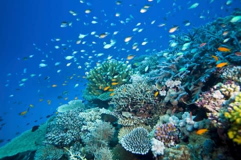 Help protect the Great Barrier Reef - Credit: GETTY