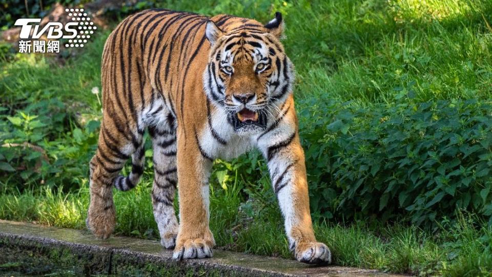 越南法律規定任意捕獵老虎最重恐面臨15年有期徒刑。（示意圖／shutterstock達志影像）