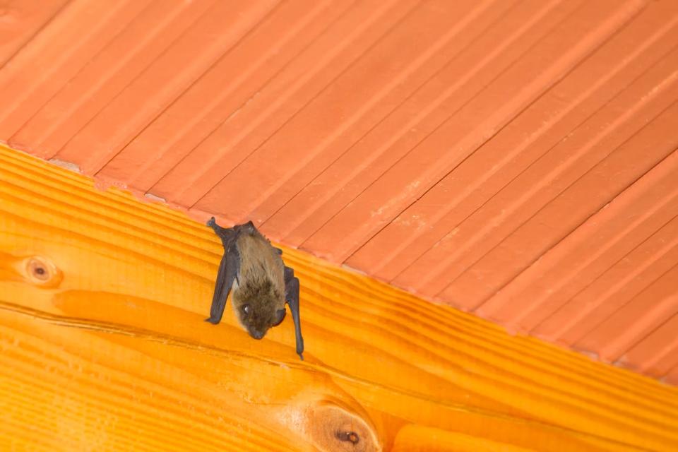 A bat hanging upside down on a wooden beam on the ceiling inside a house.