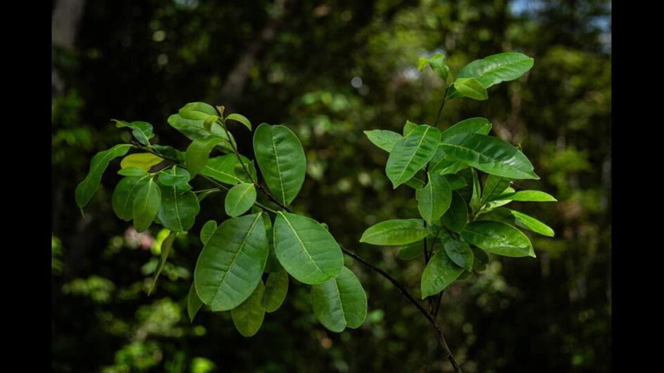 The “small and inconspicuous” tree can grow to be 26 feet to 40 feet, researchers said.