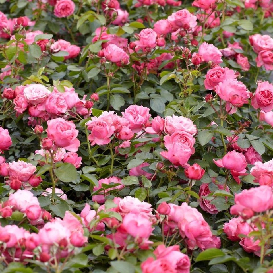 Gardening Express Rose Leonardo da Vinci
