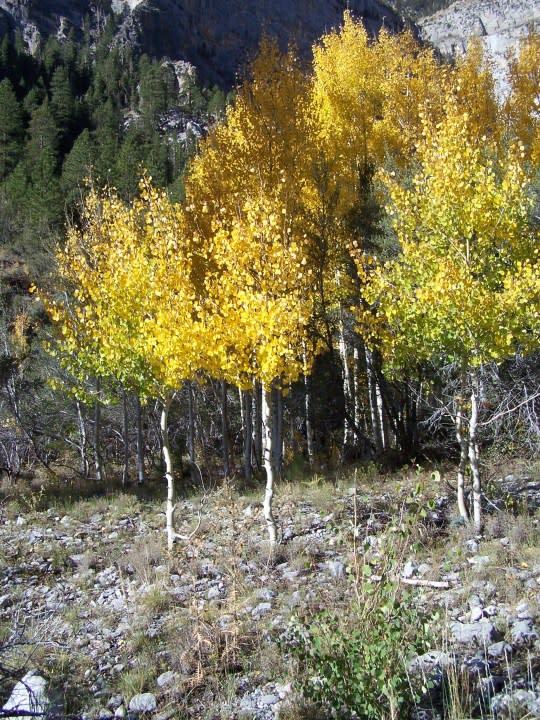 Fall colors on Mt. Charleston, Oct. 4, 2008. (Greg Haas / 8NewsNow)