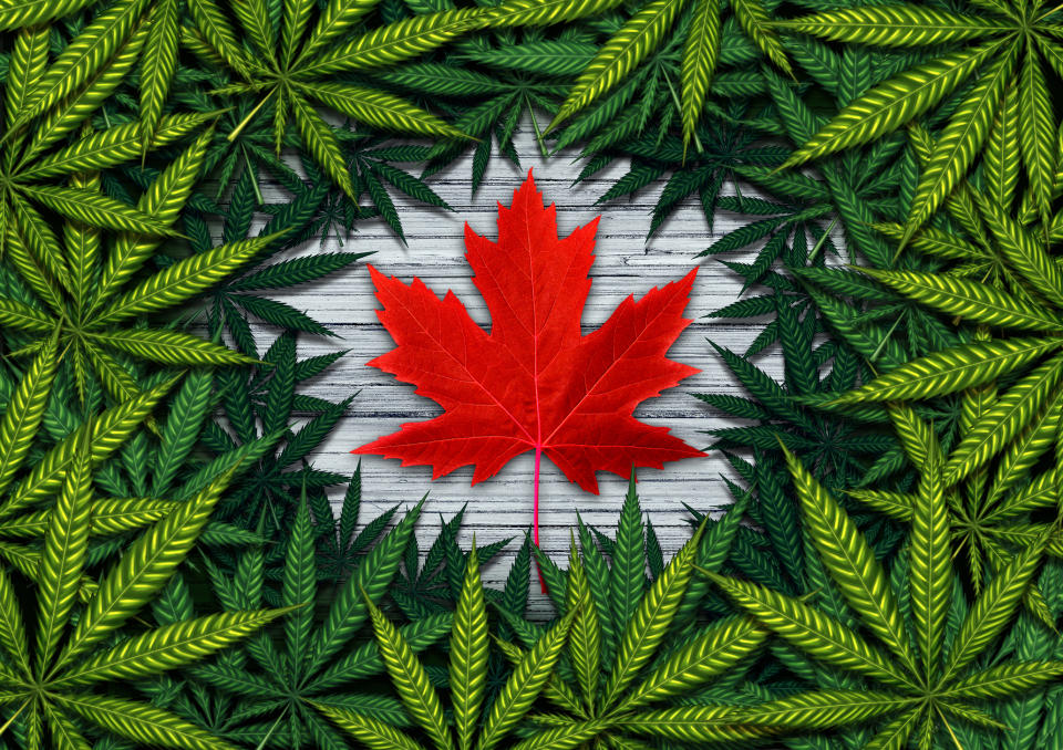 Red maple leaf surrounded by cannabis.