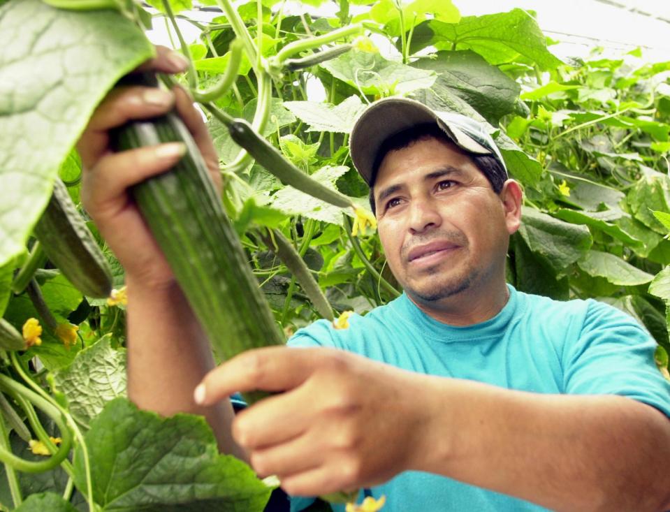 <p>No. 4: Leamington, Ont.<br>Proportion of work with the potential to be automated: 50 per cent<br>Population: 37,540<br>Ignancio Vazquez, a migrant worker from Cuijing, Mexico, harvests cucumbers in Leamington, Ont. on Thursday May 30, 2002. (CP PHOTO – Jason Kryk) </p>