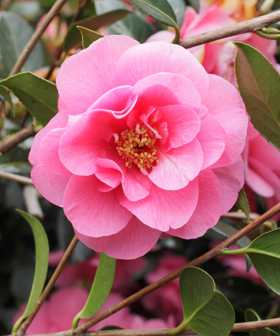 Camellia 'Elegant Beauty'