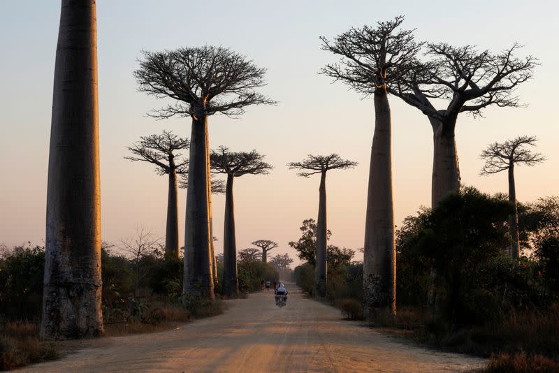 FILE PHOTO: A motorcycle drives between Baobab trees at Baobab alley near the city of Morondava