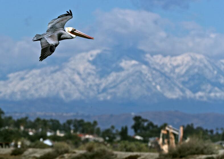 A Brown pelican flies in search of fish with the snowy San Gabriel Mountains in the background at Bolsa Chica Ecological Reserve in Huntington Beach on Tuesday, Dec. 29, 2020. The first significant Winter storm the day before brought cold temperatures and a large amount of rain and snow.