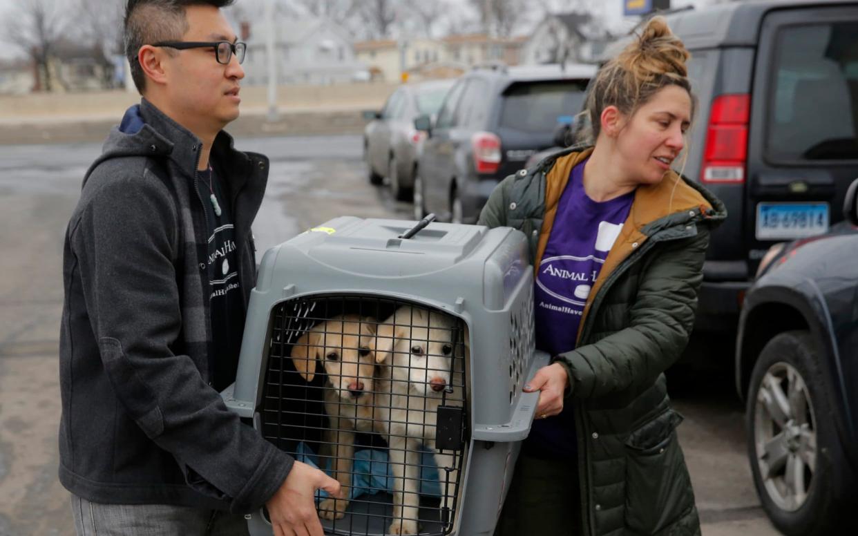 A crate holding two puppies rescued from a South Korean dog meat farm are loaded onto an animal transport vehicle near JFK Airport - Humane Society International