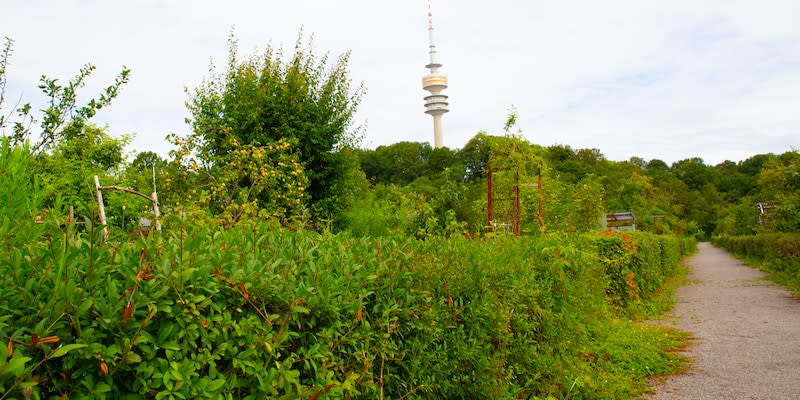 Blick durch die Kleingartenanlage am Münchner Olympiapark.<span class="copyright">FOCUS online</span>