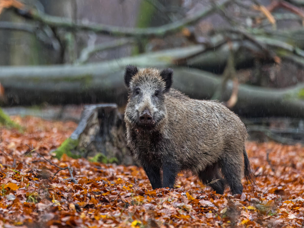 In Hessen wurde erstmals bei einem Wildschwein die Afrikanische Schweinepest nachgewiesen. (Symbolbild: Getty Images)