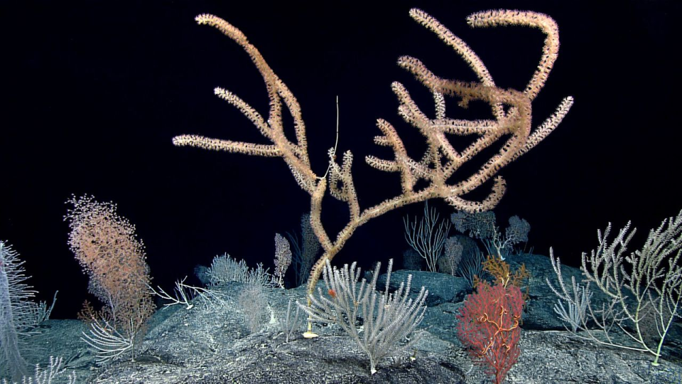 branched bamboo corals on a reef in the pacific