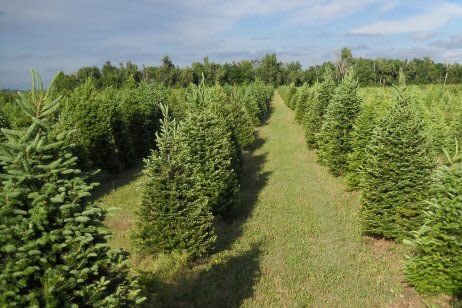 Delp Christmas Tree Farm: St. John, KS