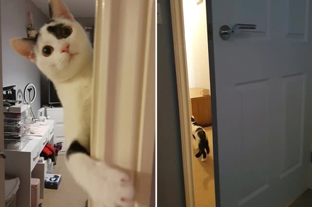 A clever cat revealed how its been escaping for months, after it learned how to open doors