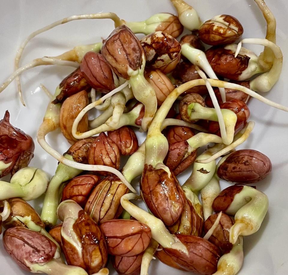 Sprouted peanuts with visible roots and shoots in a bowl