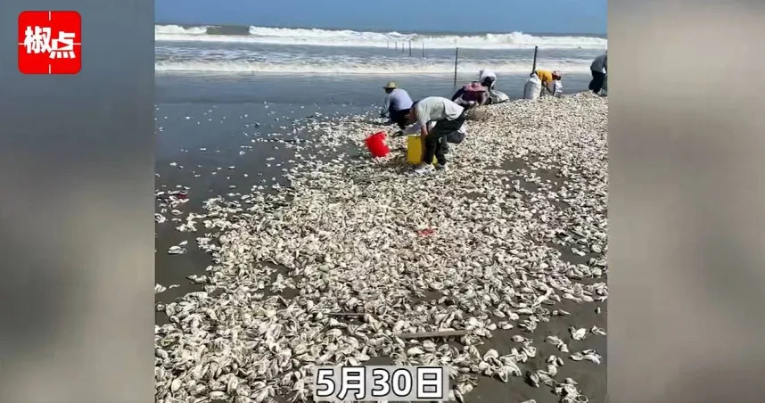 &#x008fd1;&#x0065e5;&#x005927;&#x009678;&#x005ee3;&#x006771;&#x006c55;&#x005c3e;&#x005927;&#x006e56;&#x006574;&#x007247;&#x006c99;&#x007058;&#x0051fa;&#x0073fe;&#x004e86;&#x008a31;&#x00591a;&#x005bc6;&#x005bc6;&#x009ebb;&#x009ebb;&#x007684;&#x005c0f;&#x00767d;&#x009ede;&#x00ff0c;&#x004ed4;&#x007d30;&#x004e00;&#x00770b;&#x005168;&#x00662f;&#x00751f;&#x008814;&#x00ff0c;&#x004e0d;&#x005c11;&#x006c11;&#x00773e;&#x005e36;&#x008457;&#x006876;&#x005b50;&#x006216;&#x00888b;&#x005b50;&#x008d95;&#x0053bb;&#x0064bf;&#x0062fe;&#x003002;&#x00ff08;&#x005716;&#x00ff0f;&#x007ffb;&#x00651d;&#x00597d;&#x00770b;&#x008996;&#x00983b;&#x00ff09;