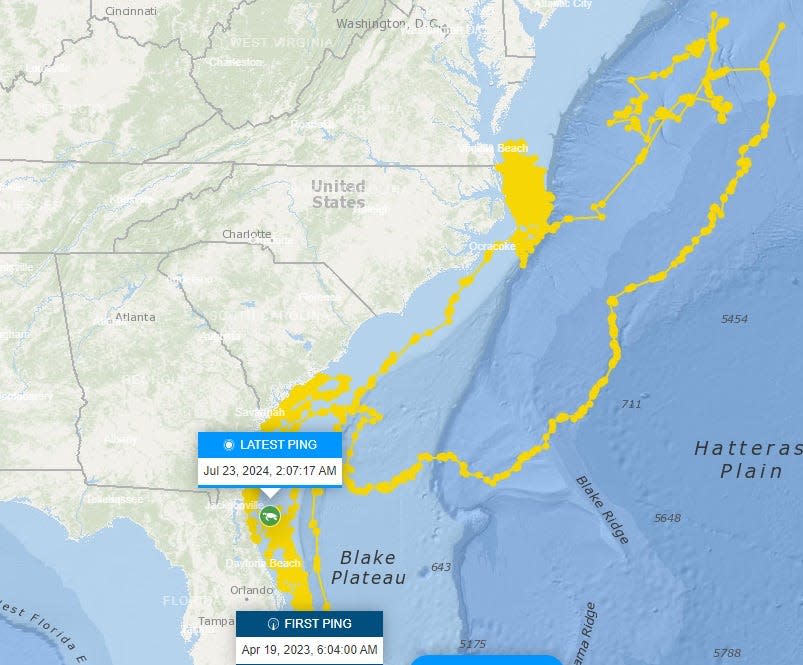 Windy is a leatherback sea turtle who weighed 916 pounds and was 5 feet 2 inches long when she was tagged in April 2023. She pinged off Jacksonville and the St. Augustine coastline at 2:07 a.m. July 23.