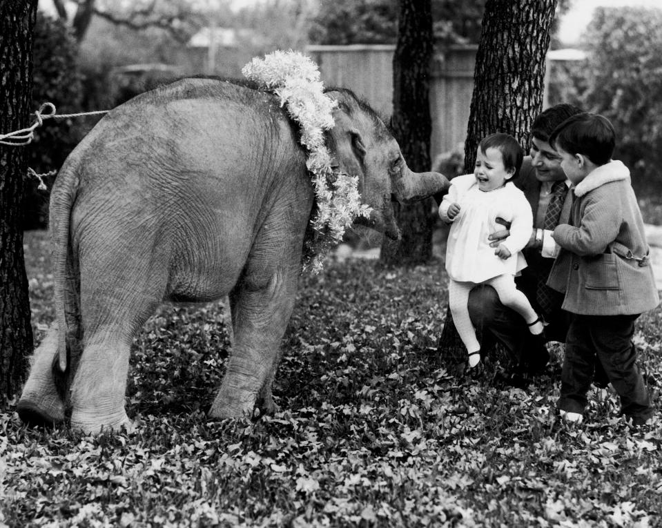 A baby elephant, guaranteed to be a good family pet and an ideal Christmas gift by Neiman Marcus, December 1969.