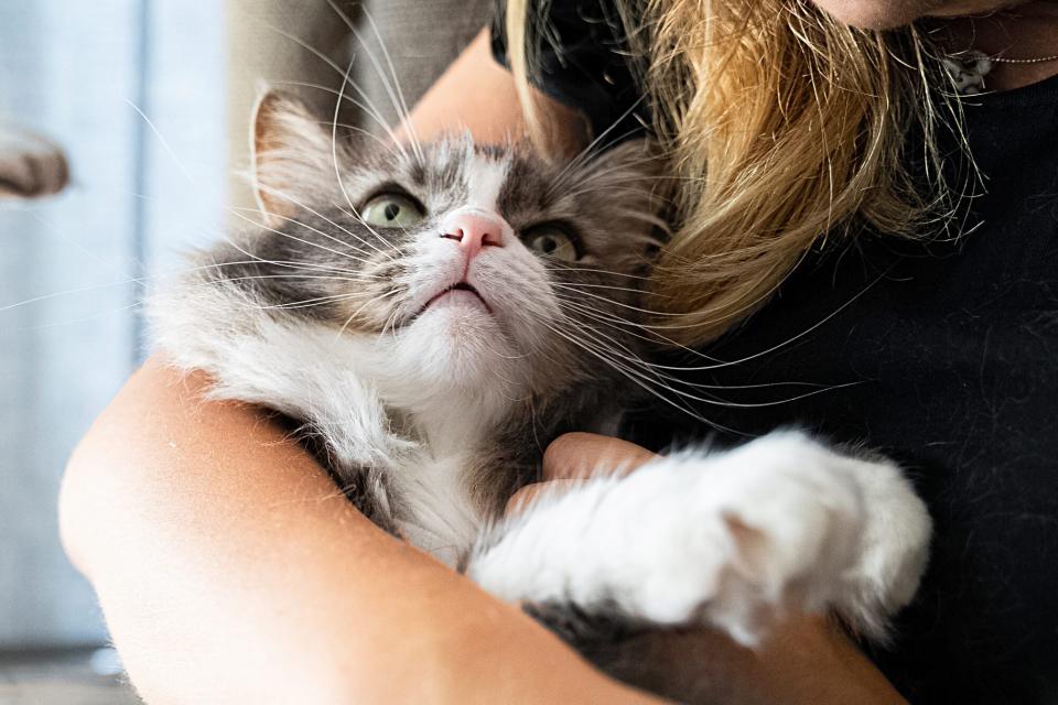 grey norwegian forest cat being held by owner