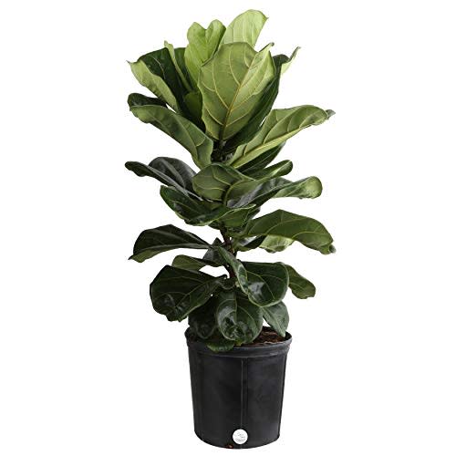 Costa Farms Live Ficus Lyrata, Fiddle-Leaf Fig, Indoor Tree, 3-Feet Tall, Ships in Grower Pot, Fresh From Our Farm