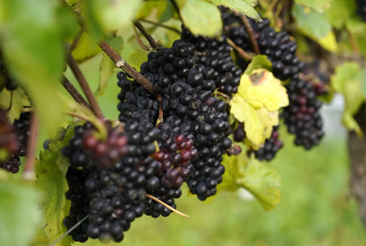 Pinot Meunier grapes on a vine ready to be harvested in West Sussex (Andrew Matthews/PA) (PA Archive)