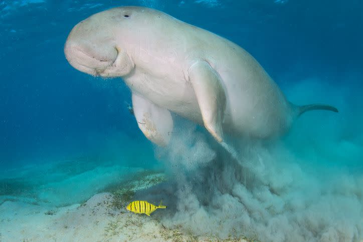 Dugong