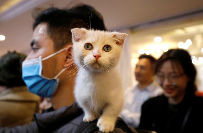 A cat is seen on the shoulder of her owner during the Vietnam's first cat show in Hanoi