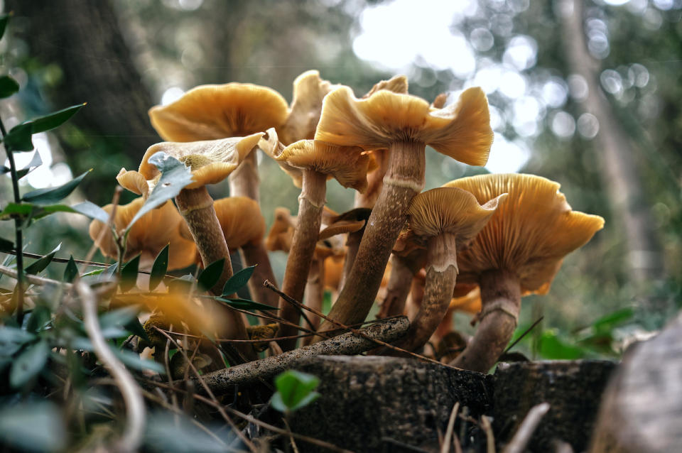 A HUGE FUNGUS IS THE LARGEST LIVING THING