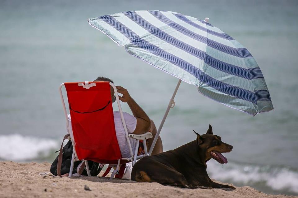 Miami set Sunday a high temperature record that had held for 82 years, but cooler days are ahead for South Florida, according to the National Weather Service. Excessive panting is one sign that your dog may be having discomfort from the heat, vets say. MATIAS J. OCNER/Miami Herald File