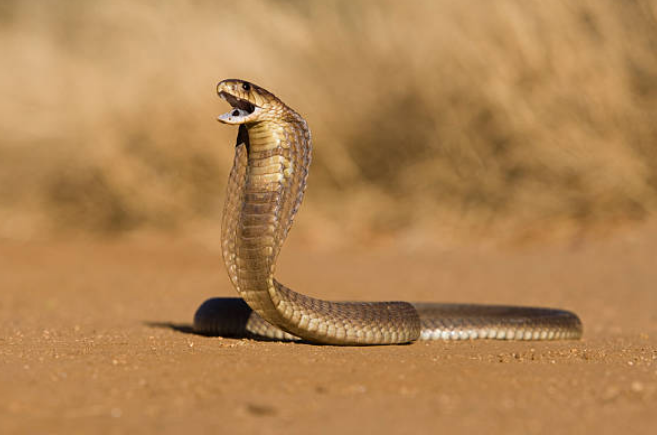 蛇屬於最常現身夢境的動物，其所代表含意較複雜。（示意圖／pixabay）