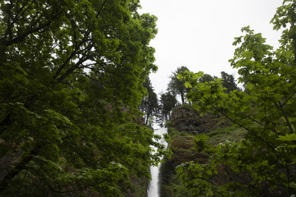 Trees surround Horsetail Falls on May 21, 2023, in Cascade Locks, Ore. A young woman died after falling off a cliff while hiking in Oregon's Columbia River Gorge, officials said Monday, May 20, 2024. The woman was hiking with friends near Horsetail Falls, about 35 miles on Sunday. (AP Photo/Jenny Kane)