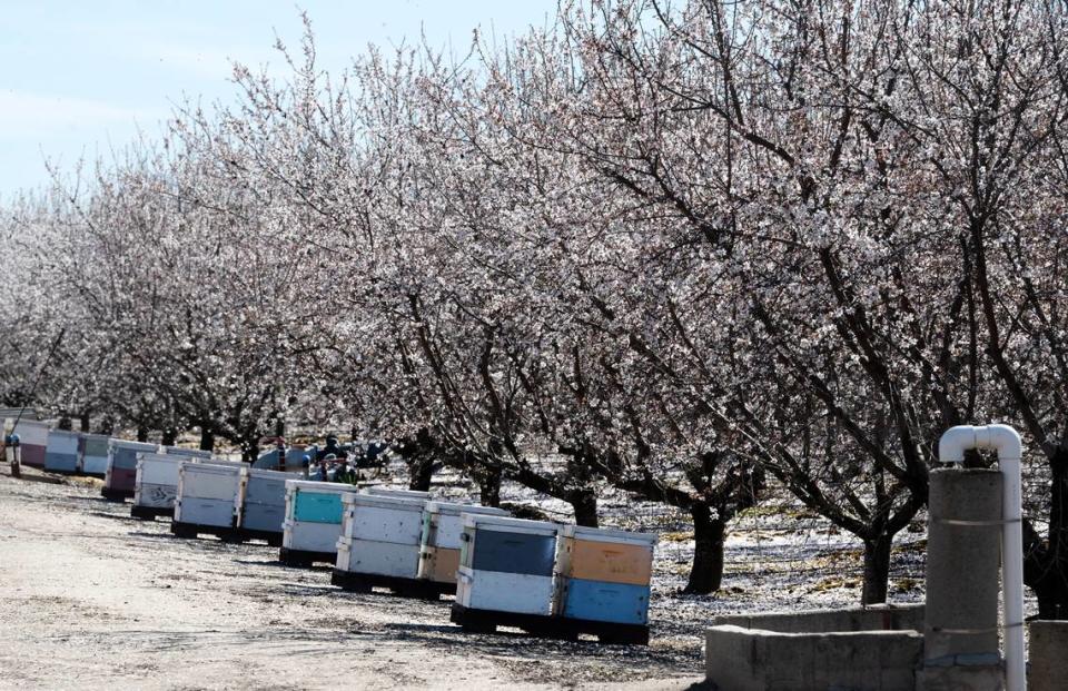 Almond trees blossom in Salina, Calif., Thursday, March 2, 2023.