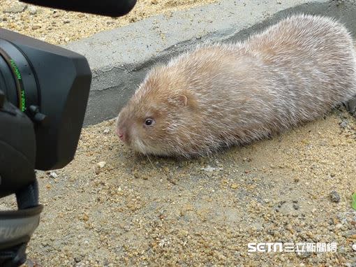 竹鼠。（圖／許雅惠提供）