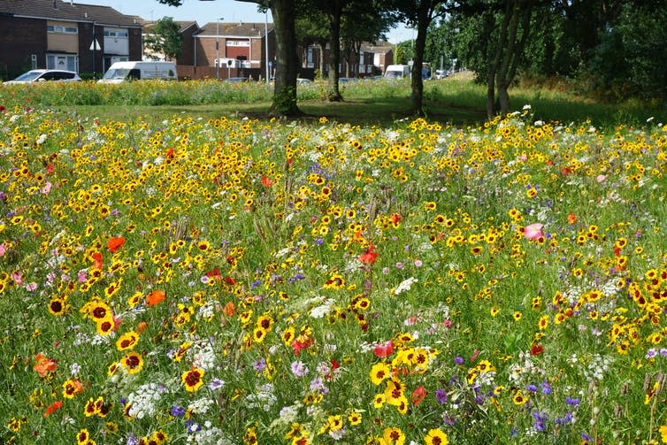 <span class="caption">Wildflowers bloom near a housing estate in Hull.</span> <span class="attribution"><a class="link " href="http://www.pictorialmeadows.co.uk/" rel="nofollow noopener" target="_blank" data-ylk="slk:Pictorial Meadows;elm:context_link;itc:0;sec:content-canvas">Pictorial Meadows</a></span>