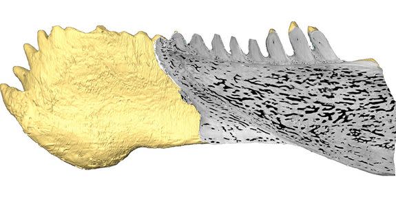 An X-ray technique revealed high-resolution 3-D images of the teeth of the placoderm <em>Compagopiscis</em>.