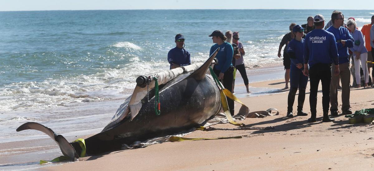 North Atlantic Right Whale Calf Stranded Dead in Florida