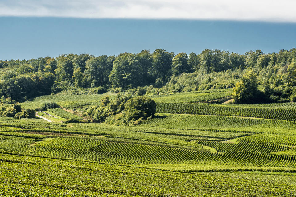 Le vignoble de Champagne 