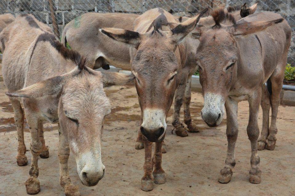 Burros en un corral en un matadero en Kenia