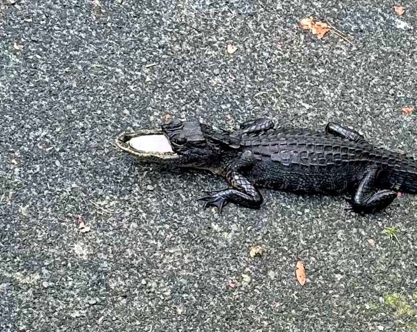 Alligator known as "Lil Guy" seen at Wilson's Landing in Sanford, Florida on Aug. 29, 2023.