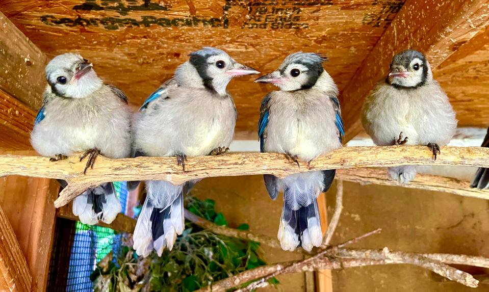 A group of blue jay fledglings in wild bird rehabilitator Jan McKay’s aviary.