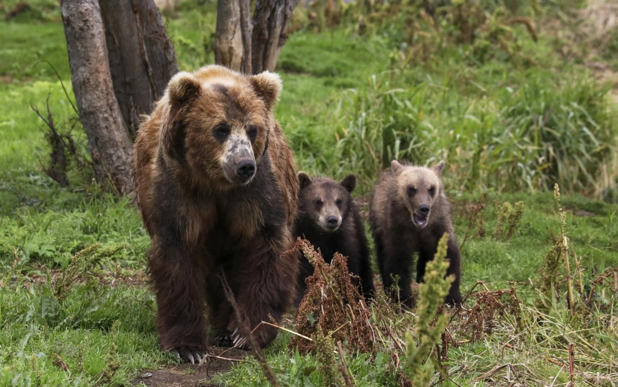 Grizzly bears do not live anywhere near Siberia's Nizhnevartovsk where a bear was spotted in the street on Wednesday - Yekaterina Shtukina/Tass
