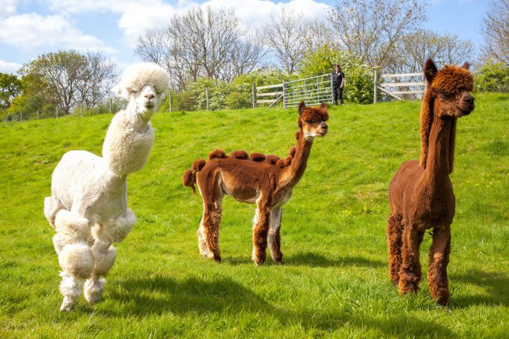 Three of the alpacas display their new hairdos (Picture: SWNS)