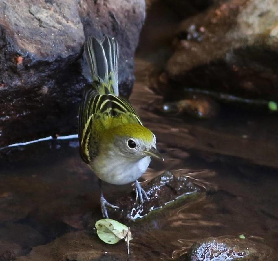 A Chestnut-sided Warbler is one of many migrating birds that visit Bolin Creek.