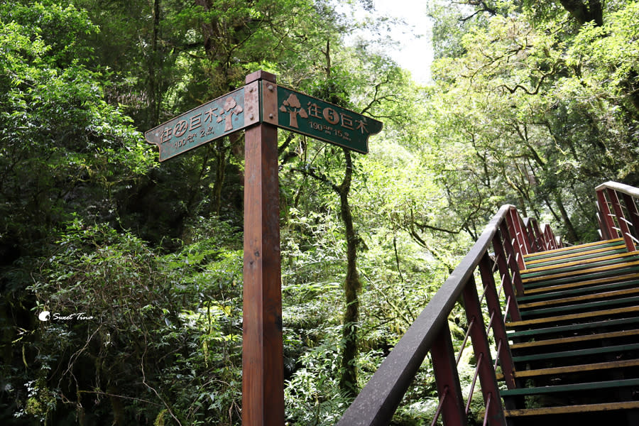 拉拉山巨木群步道